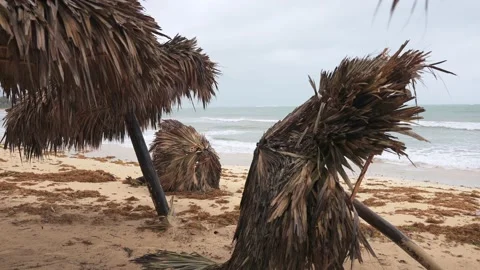 Tropical beach after storm. Fallen parasols made of palm leaves in windy weather Stock Footage 220039299