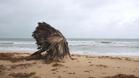 Tropical beach after storm. Fallen parasol made of palm leaves in windy weather Stock Footage 220039325