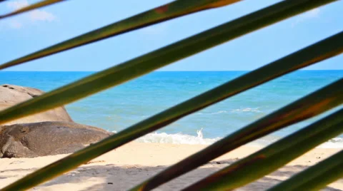 Tropical beach and leaves from Palm Stock-Footage 36338079