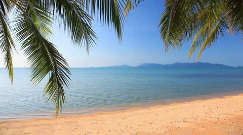 Tropical beach and palm leaves Stock Footage