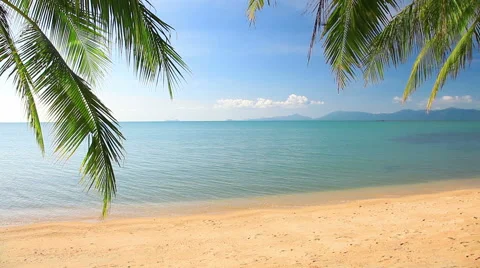Tropical beach and palm leaves Stock Footage