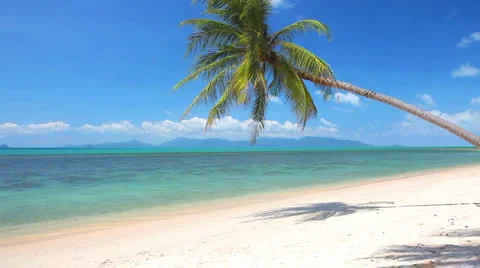 Tropical beach and palm tree Stock Footage