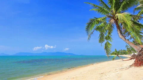 Tropical beach and palm tree Stock Footage