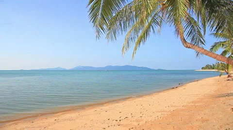Tropical beach and palm tree Stock Footage