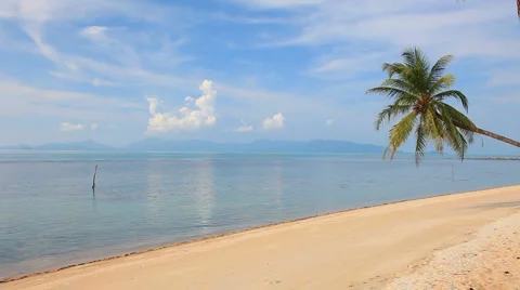 Tropical beach and palm tree Video stock 4885271