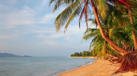 Tropical beach and palm tree Video stock 5459759