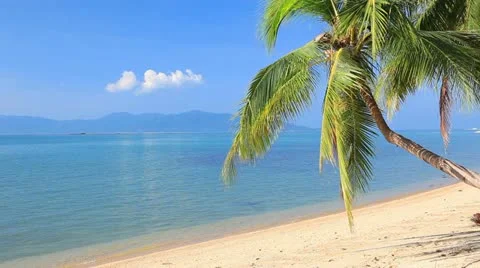 Tropical beach and palm tree Stock Footage 10809602