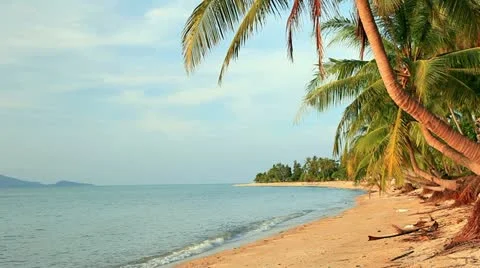 Tropical beach and palm tree Stock Footage