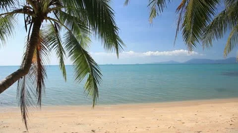 Tropical beach and palm tree Stock Footage 10809735