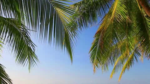 Tropical beach and palm tree Stock Footage 10809761