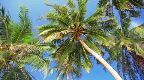 Tropical beach and palm tree Stock Footage 41293053