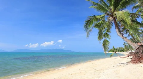 Tropical beach and palm tree Video stock 41296705