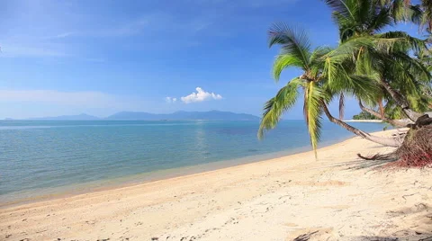 Tropical beach and palm tree Video stock 41297459