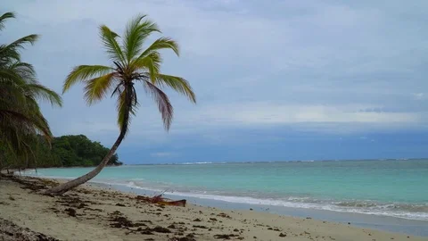 Tropical Beach And Palm Tree Stock Footage 84326478