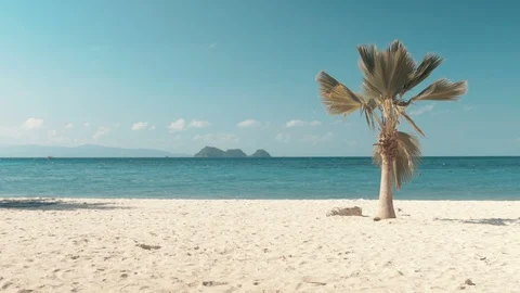 Tropical beach and palm tree Stock-Footage 87497976