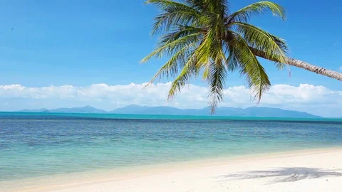 Tropical beach and palm tree Stock Footage 129206162