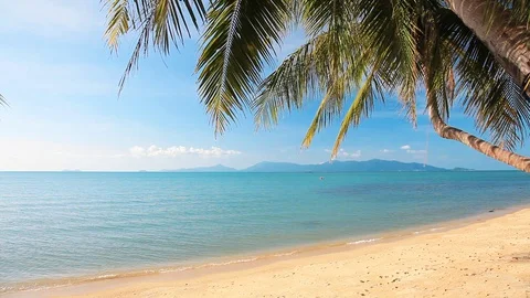 Tropical beach and palm tree Stock Footage 129206841