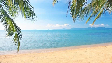 Tropical beach and palm tree Stock Footage 129206935