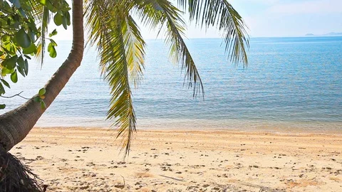 Tropical beach and palm tree Stock Footage 129207301