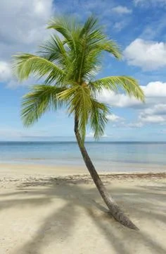 Tropical beach and palm tree Stock Photos