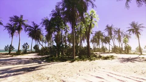 A tropical beach with a beautiful palm tree landscape Illustration