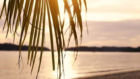 Tropical beach close up of palm tree branch Stock Footage 93643867