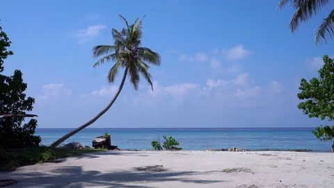 Tropical beach with coconut palm Stock Footage