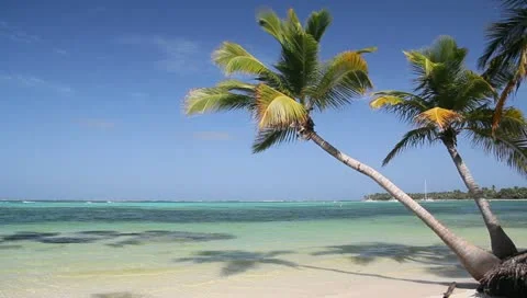 Tropical beach with coconut palm tree Stock Footage