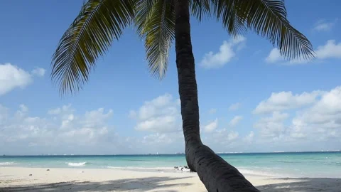Tropical beach with coconut palm tree Stock Footage 201747259