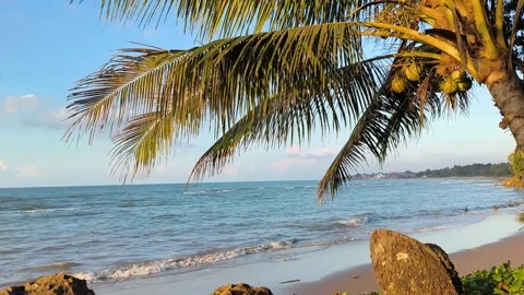 Tropical Beach with Coconut Palm Tree and Ocean Waves at Sunset Stock Footage 340340185