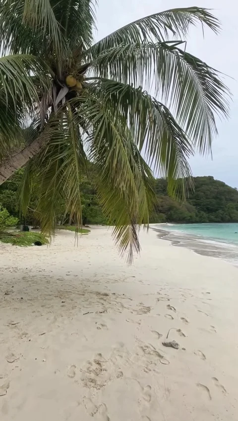 Tropical Beach with Coconut Palm Tree Leaning Over White Sand Stock Footage 341008739