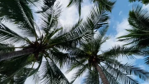 Tropical beach coconut palm tree Stock Footage 341176630