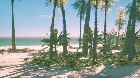 Tropical beach with coconut palm tree Ilustración de archivo
