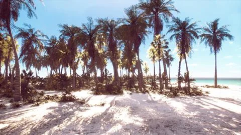 Tropical beach with coconut palm tree 库存插图
