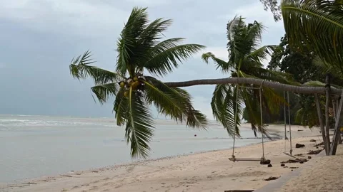 Tropical beach with coconut palms and ocean 库存影片 344378833