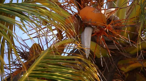 Tropical beach with coconut palms trees Stock Footage 36568632