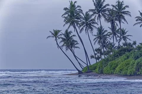 Tropical beach with coconut trees Stock Photos