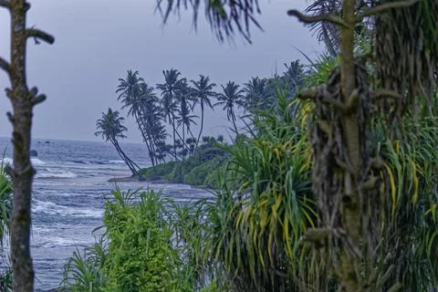 Tropical beach with coconut trees Stock Photos