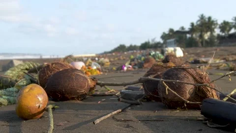 Tropical Beach with Fallen Coconuts Stock-Footage 332892971