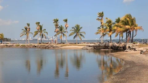 Tropical beach in Florida Vidéo 73843866