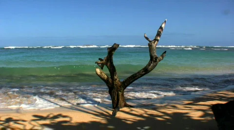 Tropical beach  Stock Footage 659386