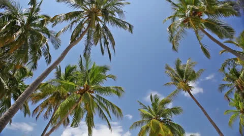Tropical beach Stock Footage 26789217