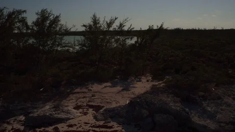 Tropical Beach Video stock 81617302