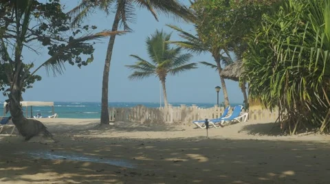 Tropical Beach Front Palm Tree Sprinker Video stock 62252997