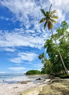Tropical Beach Intertidal Zone at Low Tide with Coconut Trees. Stock Photos