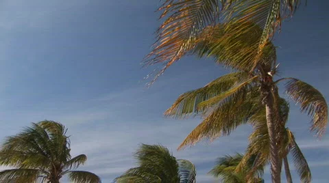 Tropical beach - low angle palm trees Stock Footage 93146