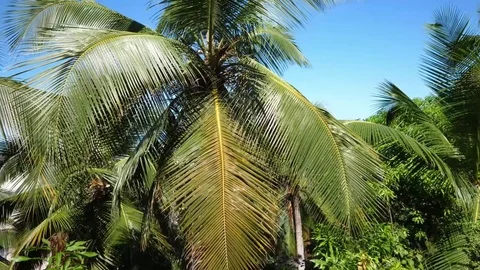 Tropical beach in Madagascar Stock Footage 75948598