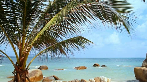 Tropical beach with palm Stock Footage 35128460
