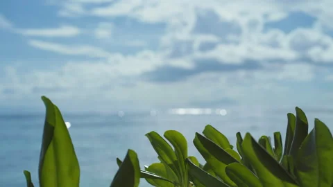 Tropical Beach with Palm Frond Framing Blurry Ocean and Bokeh Sparkles Stock-Footage 341465098
