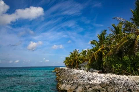 Tropical beach with a palm Stock Photos